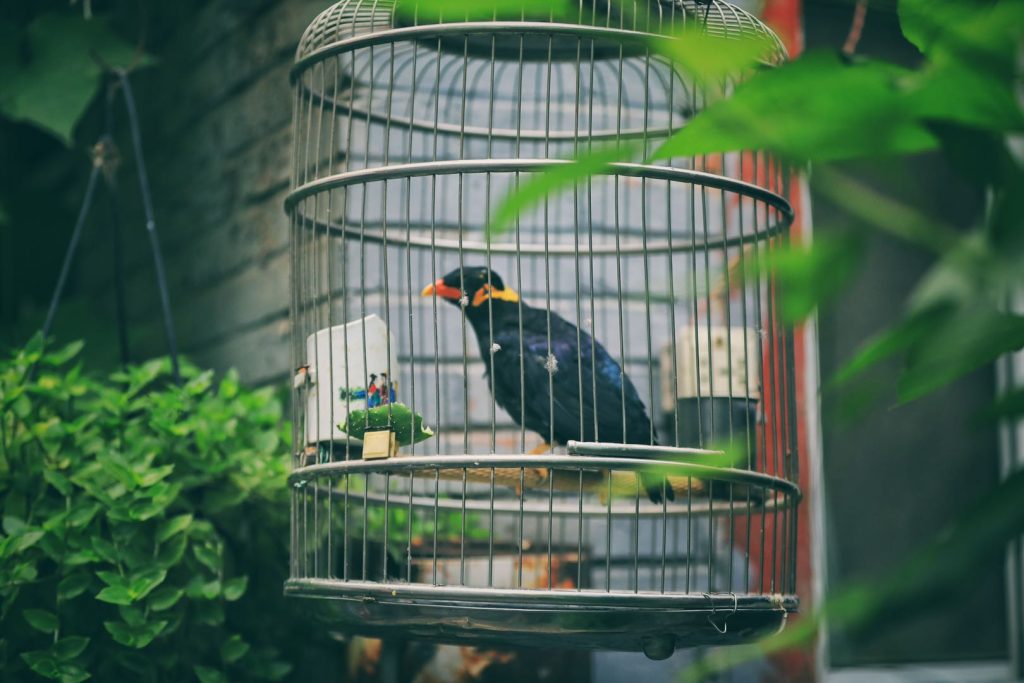 Birdcages in the hutongs