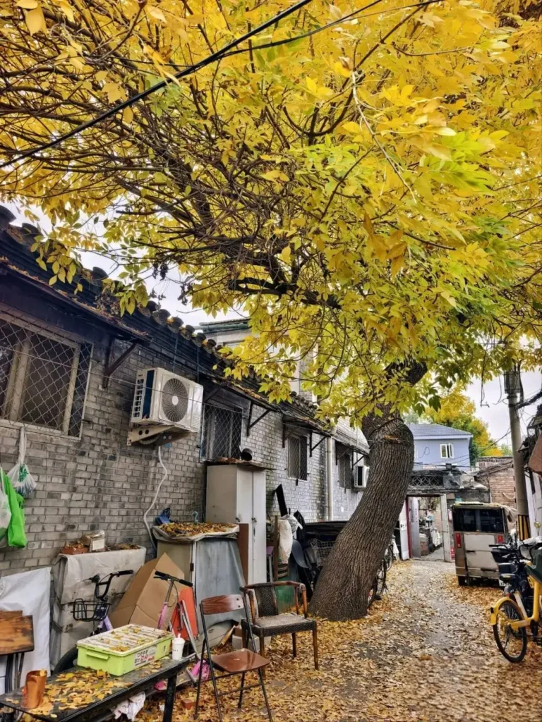 Autumn in the hutongs