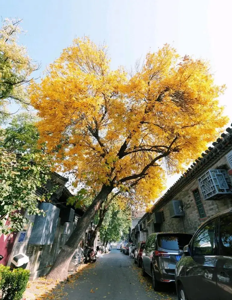 Juer Hutong