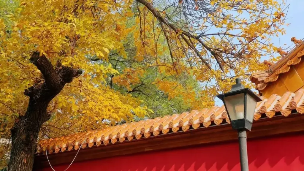 Best Time to Visit Beijing Hutongs: Spring Blossoms vs Autumn Gold