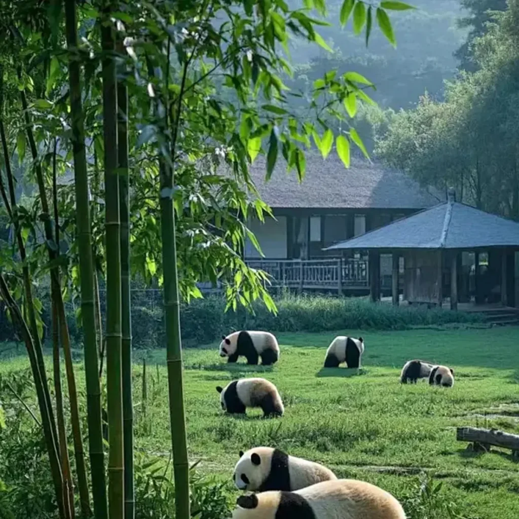 Panda Experiences