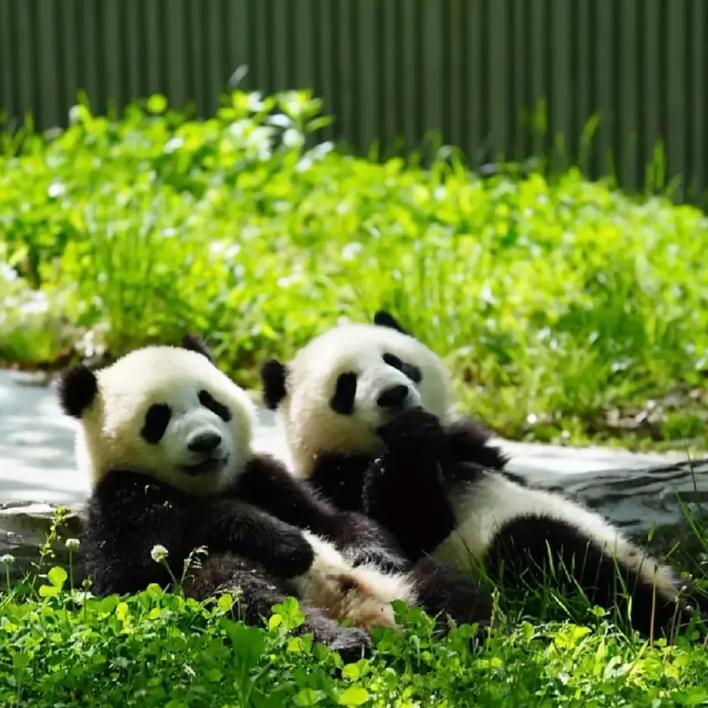 Wildlife Experiences