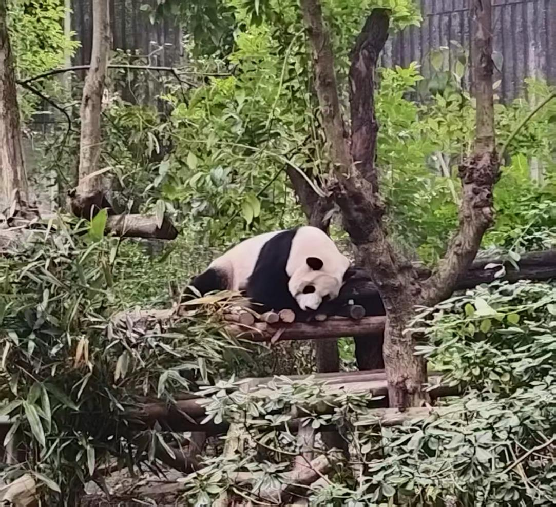 Panda Base, Kuanzhai Alley & People’s Park Day Tour