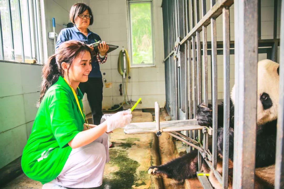 Chengdu Panda Volunteer Experience: One-Day Program